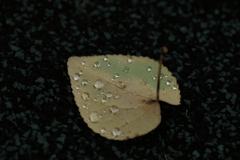 雨上がりの宝物