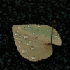 雨上がりの宝物