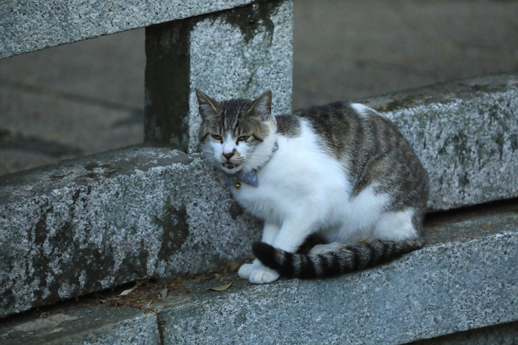 橋の欄干にて