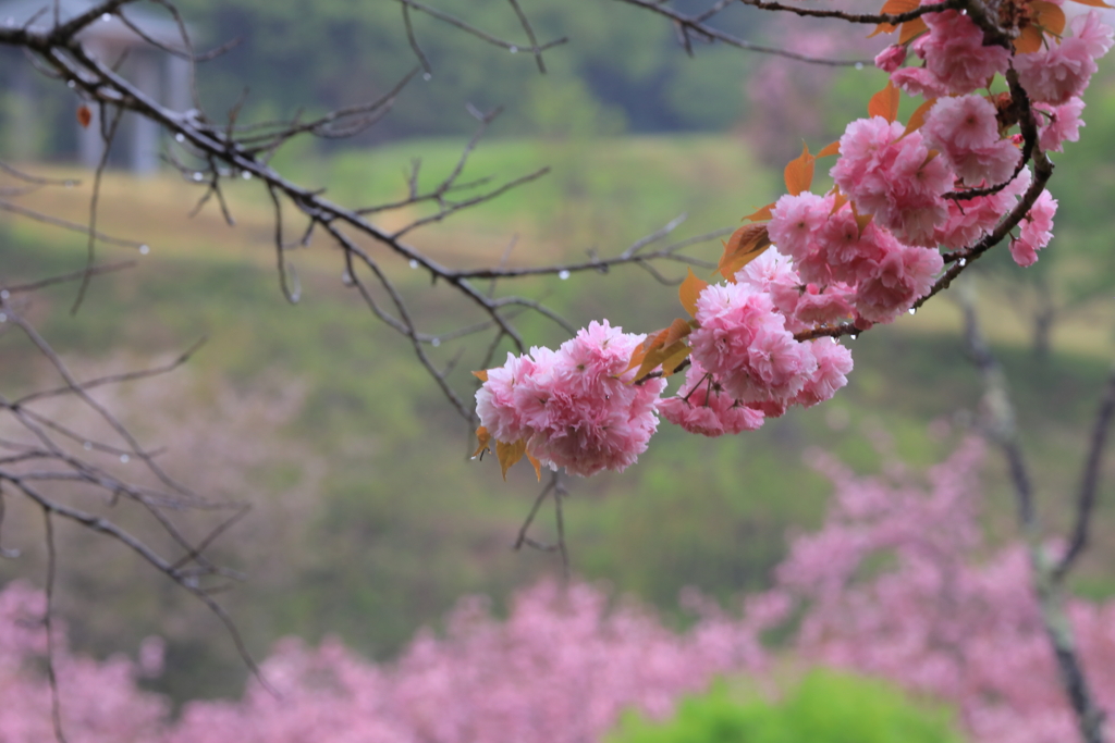 雨を偲ぶ