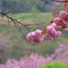 雨を偲ぶ