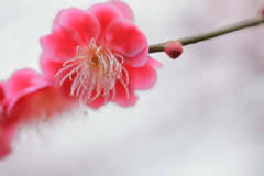 曇天に輝く紅