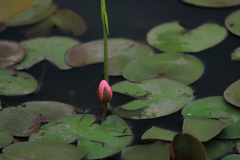 芽生え
