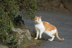 参道の石陰から