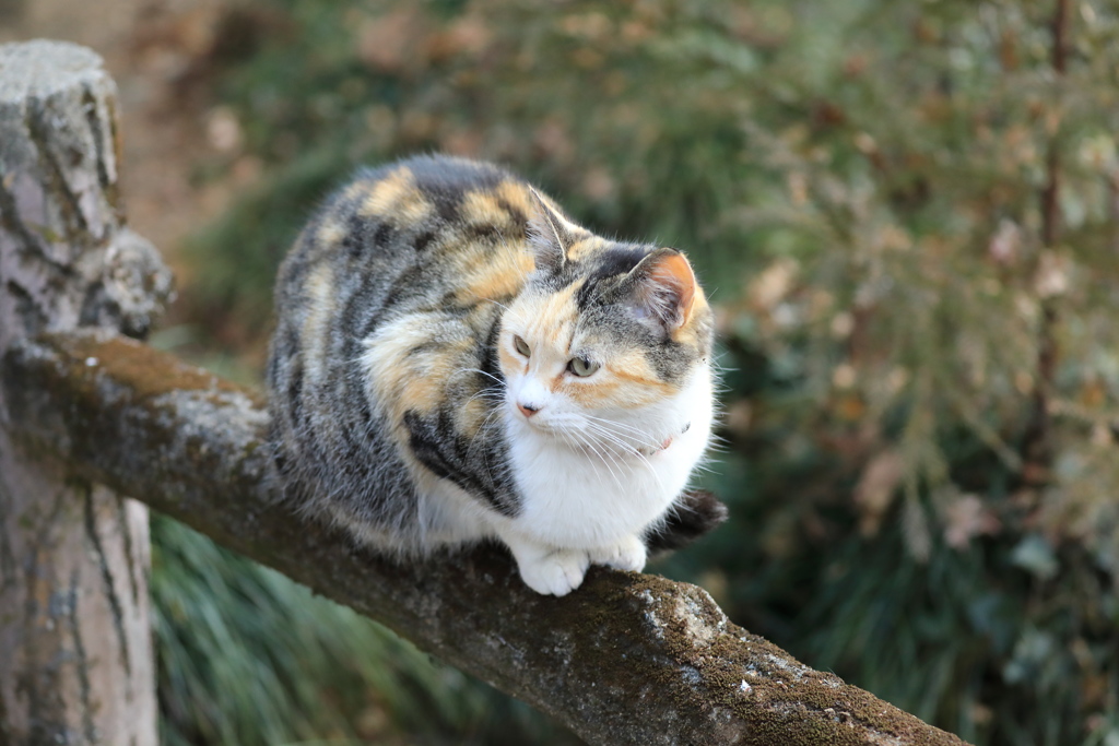 木柵の上にて