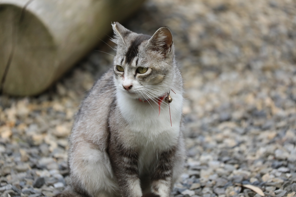 砂利道にて