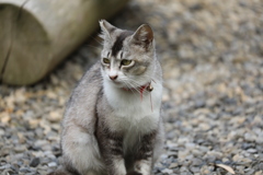 砂利道にて