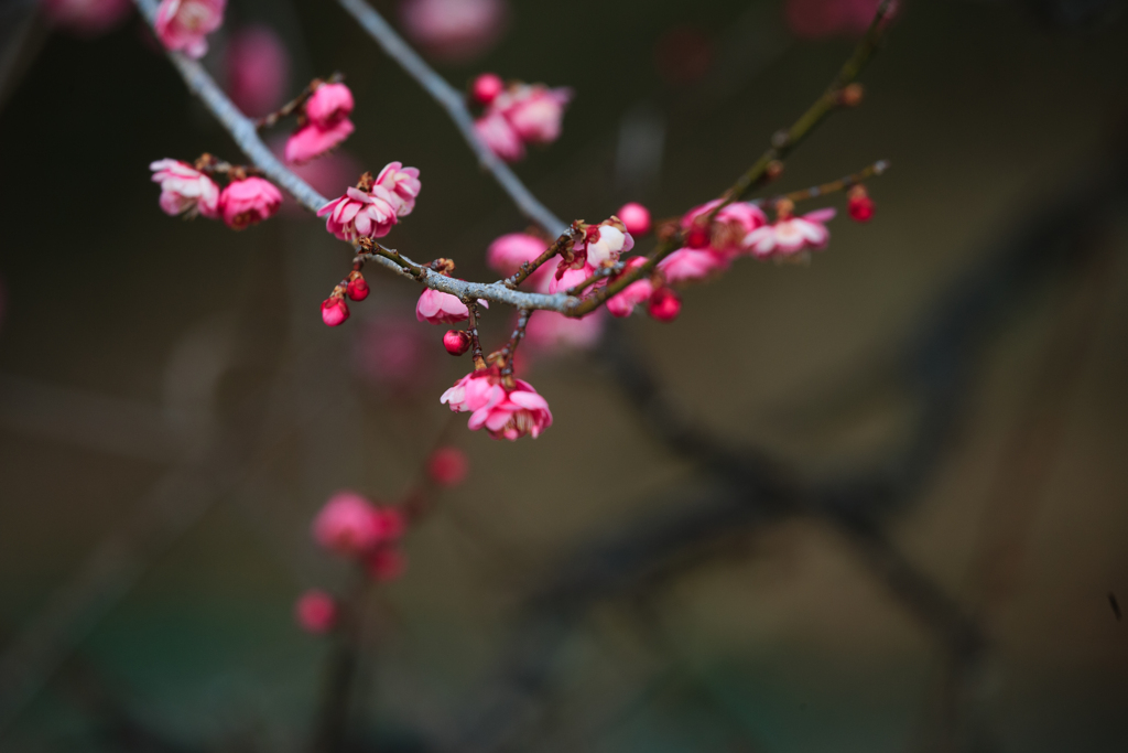 薄紅の匂い
