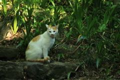 はなちゃん