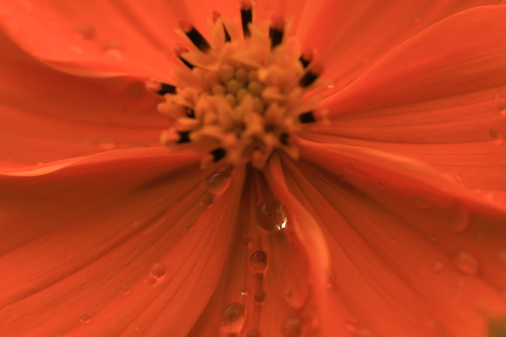 花の宝石
