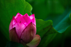 影芝居