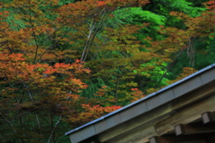季節外れの紅葉