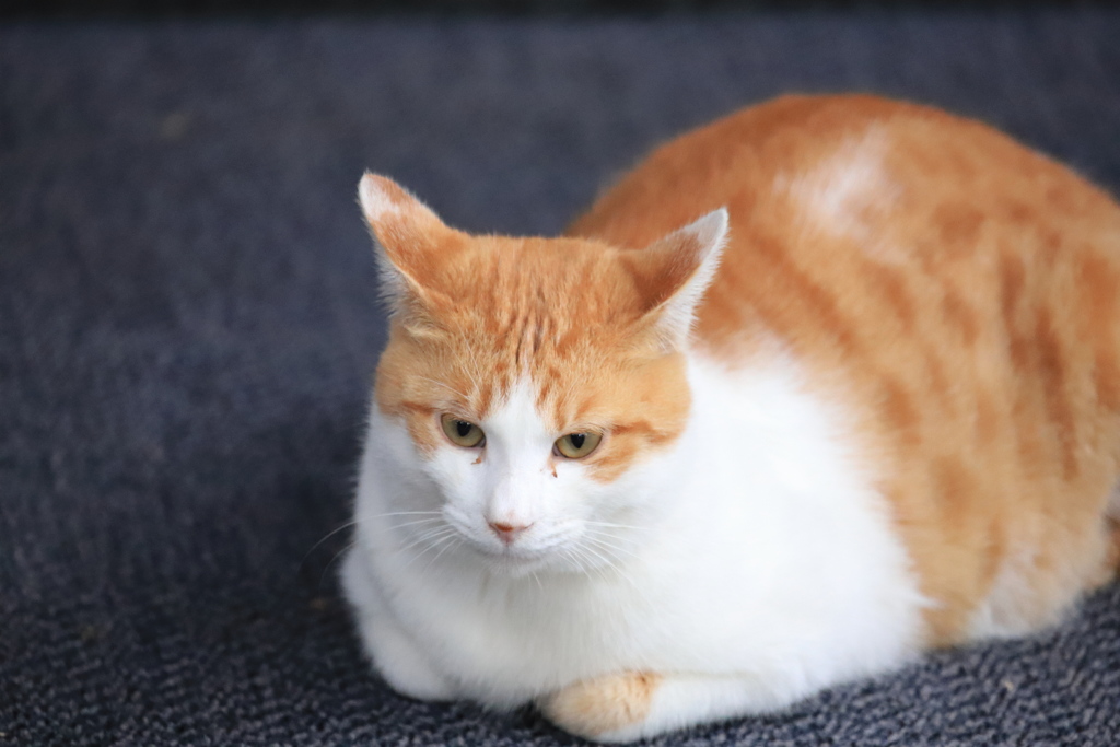 絨毯の上にて