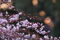 梅艶やかに