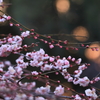 梅艶やかに