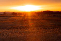 ホバリング