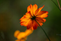 花の向こうの陽射し