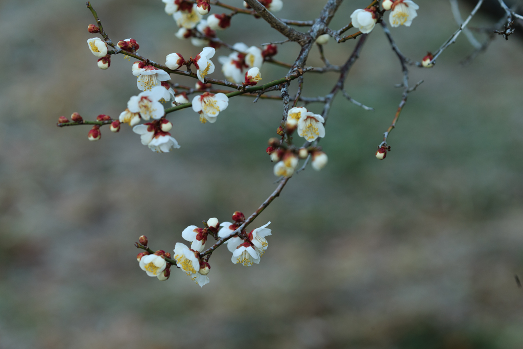 初春に靡く