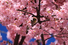 メジロと河津桜