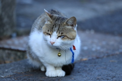 金の鈴の子