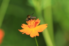 蜜を求めて