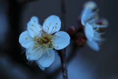 朝に夢見る