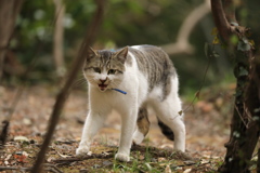 木立にて