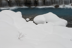 雪の芽生え