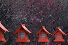 灯籠に降る紅