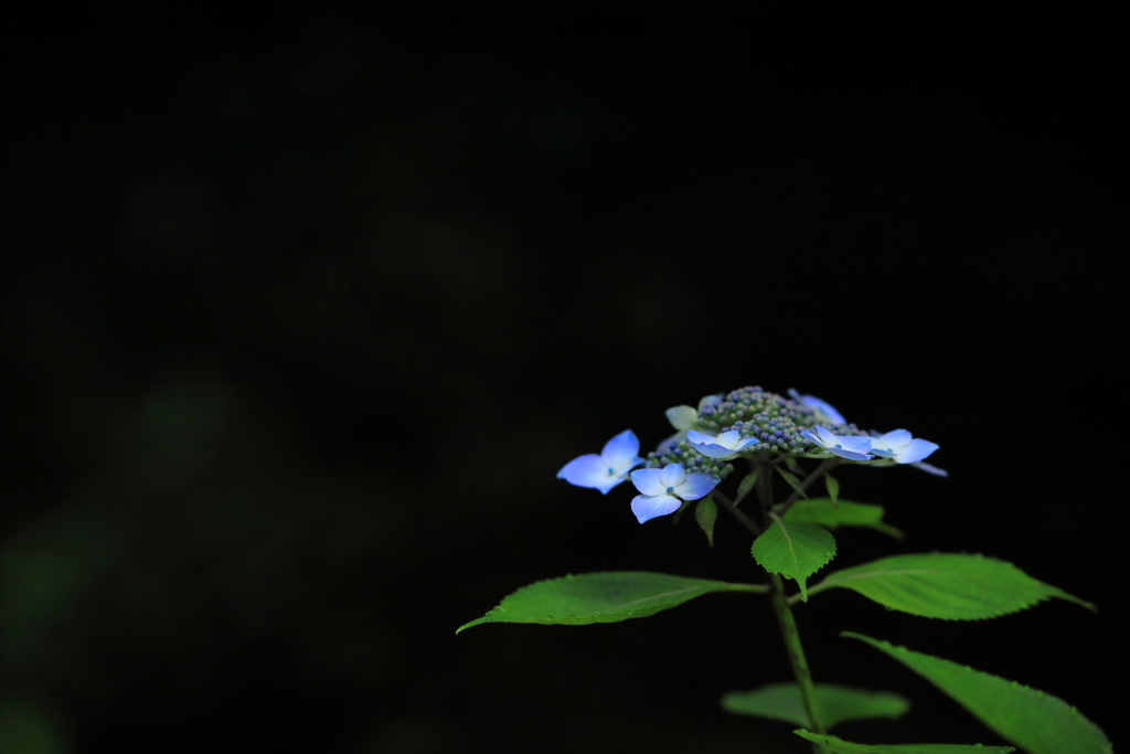 花を手向ける