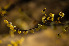 なだらかな想い