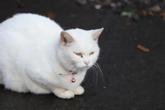 ピンクの鈴