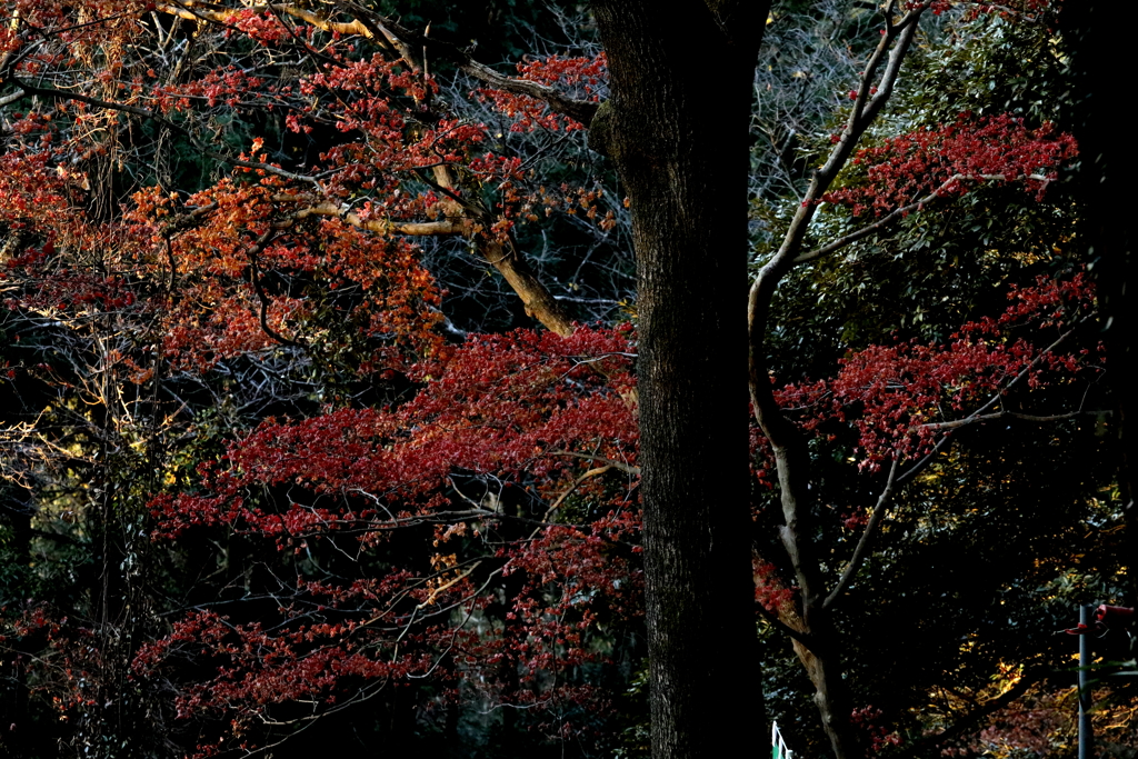 晩秋の紅葉 ６