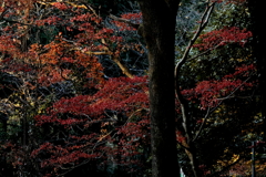 晩秋の紅葉 ６
