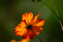 紅障子