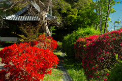 躑躅の細道