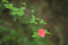 紅一点