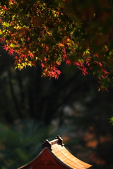 屋根の上の煌めき