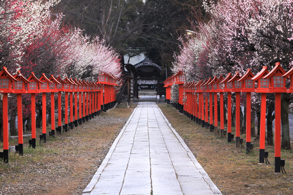 華やぎの参道