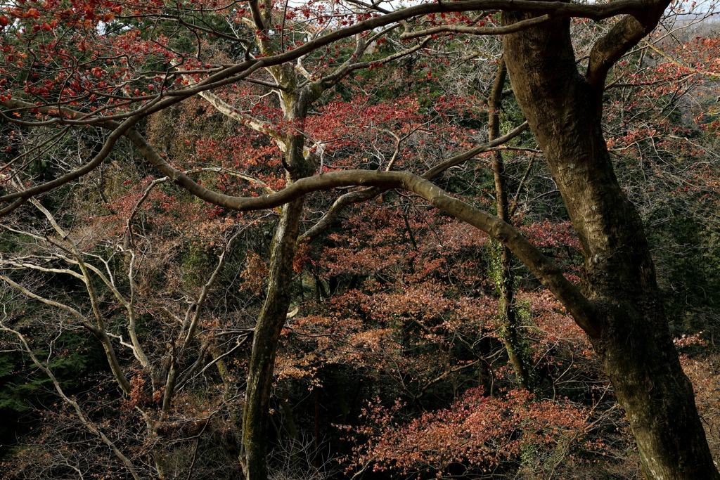 なごり紅葉 ４