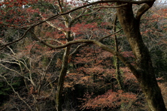 なごり紅葉 ４