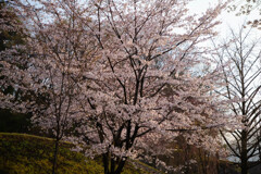 斜光の桜
