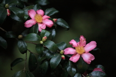 夫婦花 夫婦花