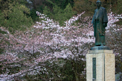 桜の学校