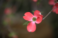 華やかな恋