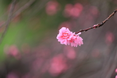 笑顔