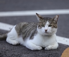遊ぼうにゃ〜