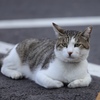 遊ぼうにゃ〜