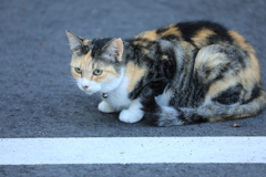 伏せる