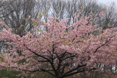 小雨どきの河津桜